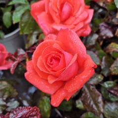 Rose Piccolo - Buketrose / Barrods