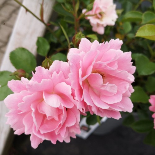 Rose Sommerwind - Bunddækkende rose