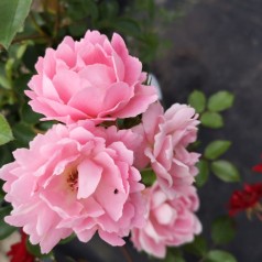 Rose Sommerwind - Bunddækkende rose