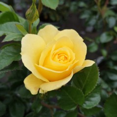 Rose Viborg - Slotsrose