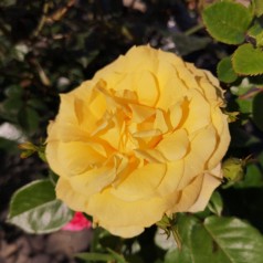 Rose Viborg - Slotsrose