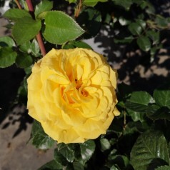 Rose Viborg - Slotsrose