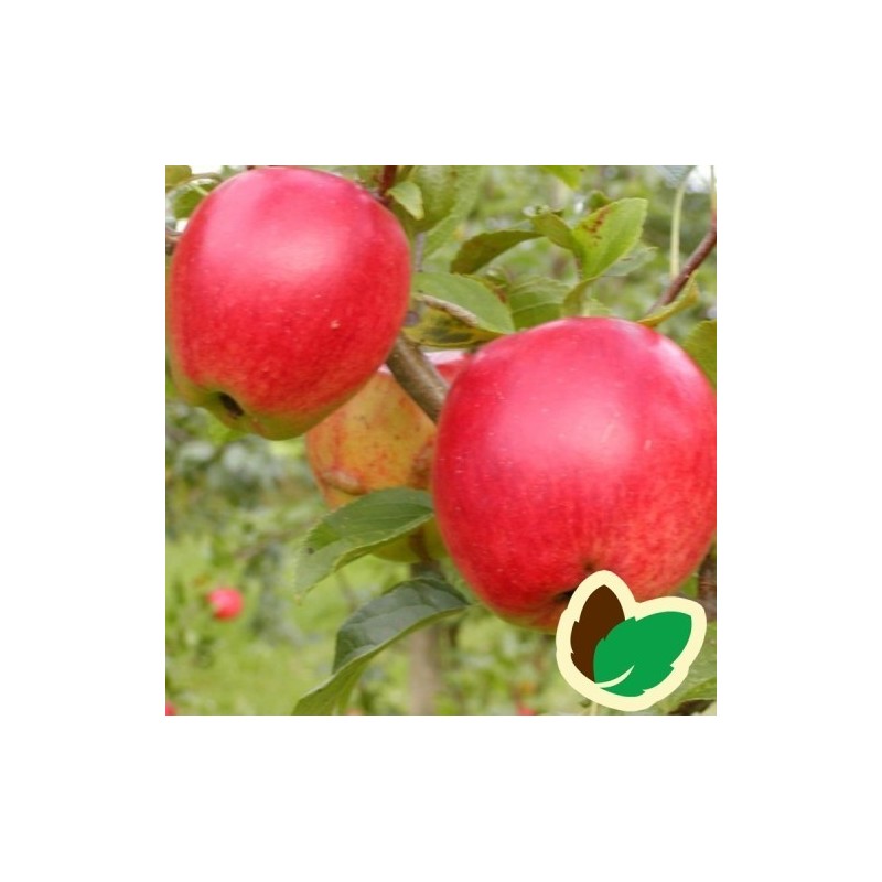 Æbletræ Retina