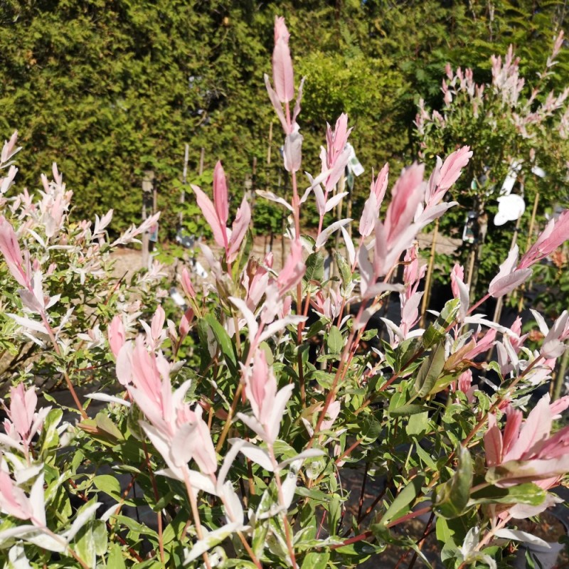 Salix integra Hakuro Nishiki - Broget japansk pil / 60 cm. stamme. Salix integra Hakuro Nishiki - Broget japansk pil / 60 cm. stamme.