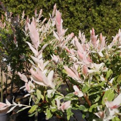 Salix integra Hakuro Nishiki - Broget japansk pil // 150 cm. stamme.