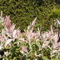 Salix integra Hakuro Nishiki - Broget japansk pil // 150 cm. stamme.