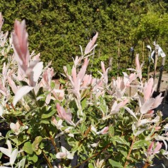 Salix integra Hakuro Nishiki - Broget japansk pil // 150 cm. stamme.