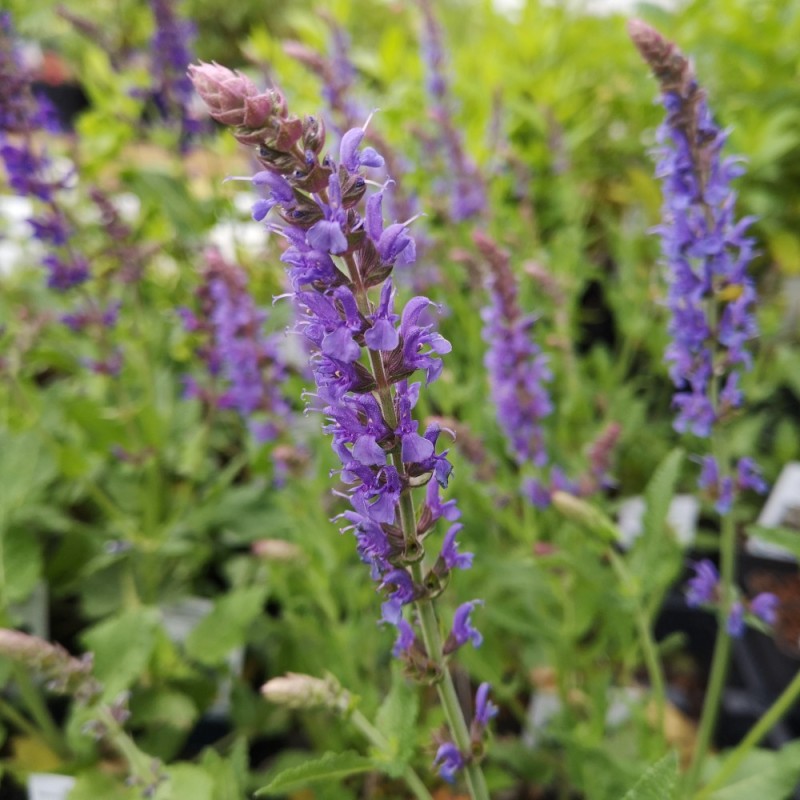 Salvia nemorosa Blauhügel / Salvie