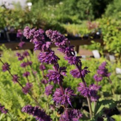 Salvia verticillata Purple Rain / Salvie