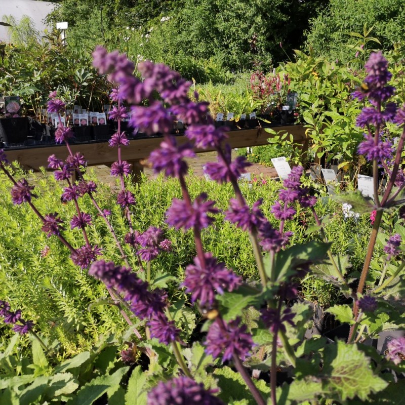 Salvie Purple Rain - Salvia verticillata Purple Rain