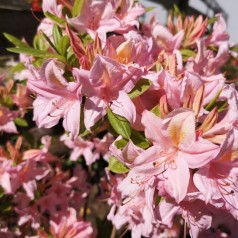 Rhododendron knaphill Soir de Paris - Haveazalia