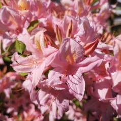Rhododendron knaphill Soir de Paris - Haveazalia