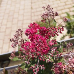 Rød Spiræa 20-40 cm. - Bundt med 10 stk. barrodsplanter - Spiraea bumalda Anthony Waterer