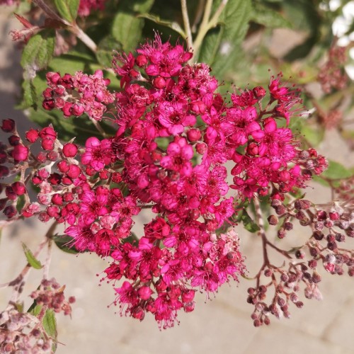 Rød Spiræa 20-40 cm. - Bundt med 10 stk. barrodsplanter - Spiraea bumalda Anthony Waterer