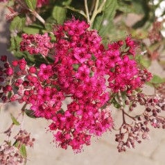 Rød Spiræa 30-50 cm. - Bundt med 10 stk. barrodsplanter - Spiraea bumalda Anthony Waterer