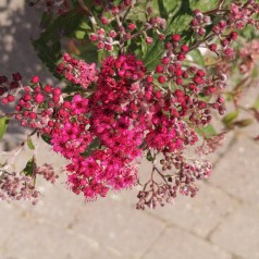 Rød Spiræa 30-50 cm. - Bundt med 10 stk. barrodsplanter - Spiraea bumalda Anthony Waterer