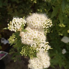 Spiraea japonica Albiflora - Spiræa