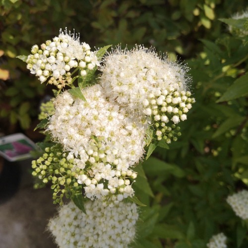 Spiraea japonica Albiflora - Spiræa