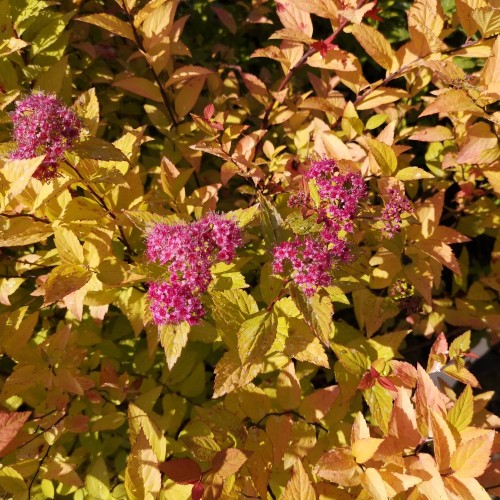 Spiraea japonica Firelight - Spiræa