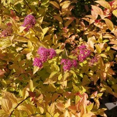 Spiraea japonica Firelight - Spiræa