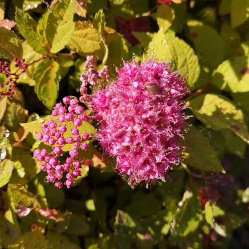 Spiraea japonica Manon - Spiræa