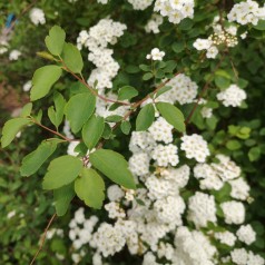 Buketspiræa 30-50 cm. - Bundt med 10 stk. barrodsplanter - Spiraea vanhouttei