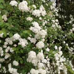 Buketspiræa 30-50 cm. - Bundt med 10 stk. barrodsplanter - Spiraea vanhouttei