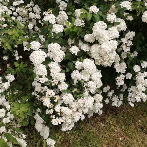 Buketspiræa 30-50 cm. - Bundt med 10 stk. barrodsplanter - Spiraea vanhouttei