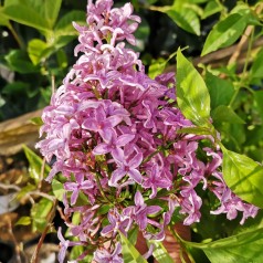 Syringa chinensis Saugeana - Kinesisk Syren