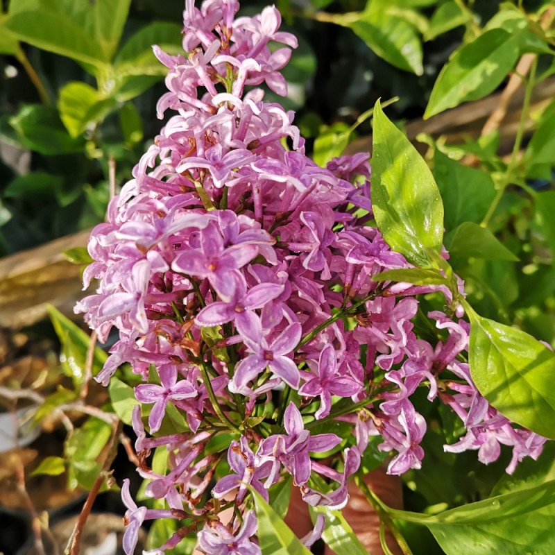 Syringa chinensis Saugeana - Kinesisk Syren Syringa chinensis Saugeana - Kinesisk Syren