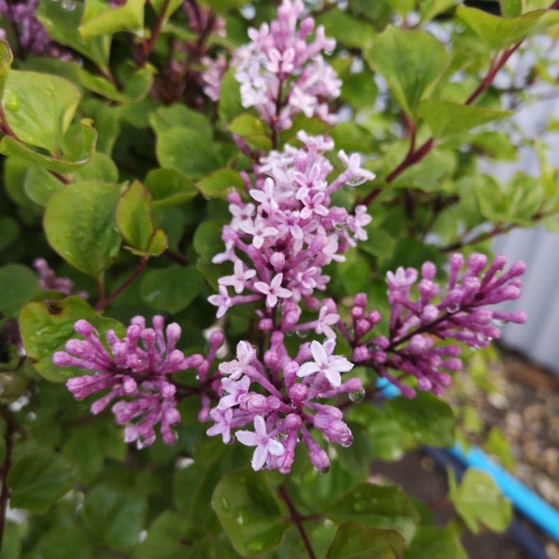 Syringa meyeri Palibin - Dværgsyren Syringa meyeri Palibin - Dværgsyren