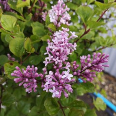 Syringa meyeri Palibin - Dværgsyren / 50 cm stamme.