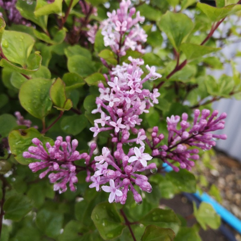 Syringa meyeri Palibin - Dværgsyren / 60 cm stamme.