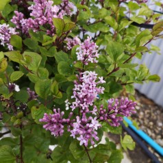 Syringa meyeri Palibin - Dværgsyren / 60 cm stamme.