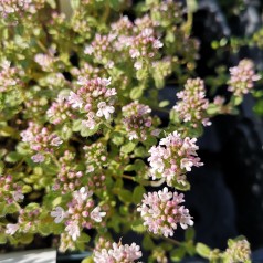 Thymus praecox Pink Chintz / Prydtimian