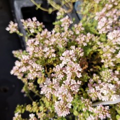 Thymus praecox Pink Chintz / Prydtimian