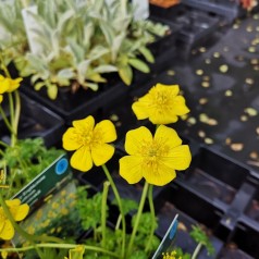 Trollius pumilus / Dværg Engblomme