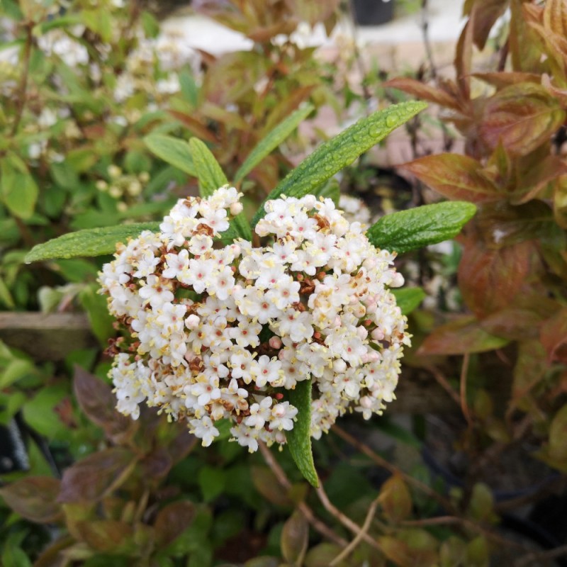 Viburnum pragense - Japansk Snebolle Viburnum pragense - Japansk Snebolle