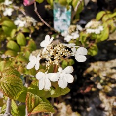 Viburnum pragense - Japansk Snebolle