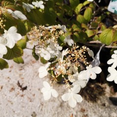 Viburnum pragense - Japansk Snebolle