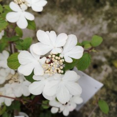 Japansk Snebolle Kilimandjaro Sunrise 40-80 cm. - Viburnum plicatum Kilimandjaro Sunrise