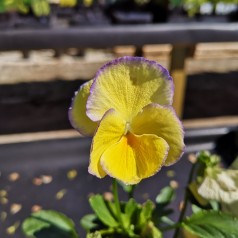 Viola cornuta Etain / Hornviol