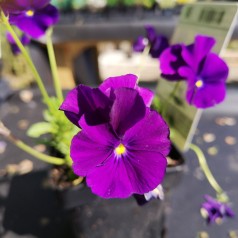 Viola cornuta Martin / Hornviol