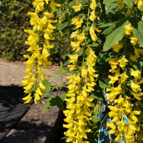 Laburnum watereri Vossii - Guldregn