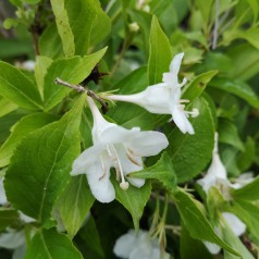 Weigela florida Bristol Snowflake - Klokkebusk