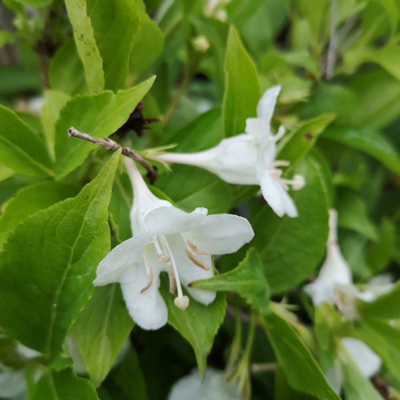 Weigela florida Bristol Snowflake - Klokkebusk