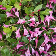 Weigela florida Minuet - Klokkebusk
