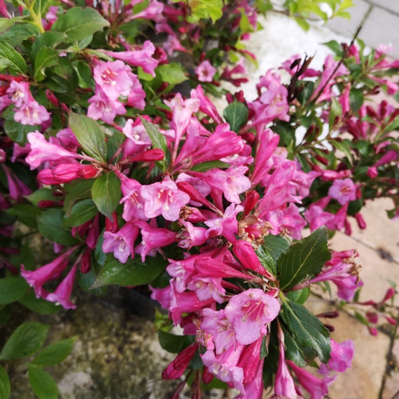Weigela florida Minuet - Klokkebusk