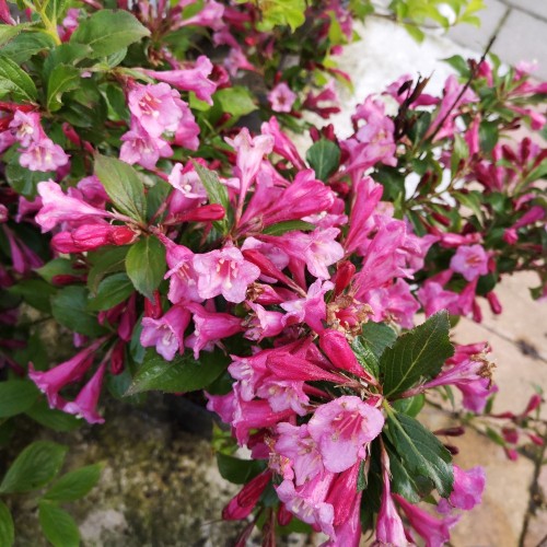Weigela florida Minuet - Klokkebusk