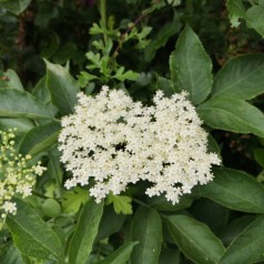 Almindelig Hyld 40-80 cm. - Bundt med 10 stk. barrodsplanter - Sambucus nigra